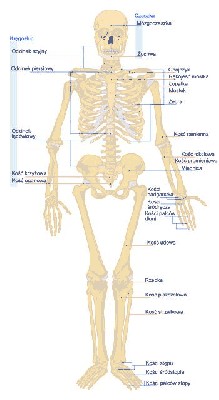 46.c. Układ KOSTNY. Zobacz też. NISKIE węglowodany, tj. do 26% wzrostu. GLUKOZA naturalna. INDEKS  ŻYWIENIOWY,  tj. IŻ produktu..JPG