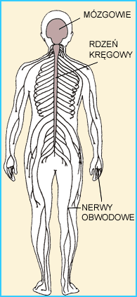 Znalezione obrazy dla zapytania układ nerwowy człowieka schemat
